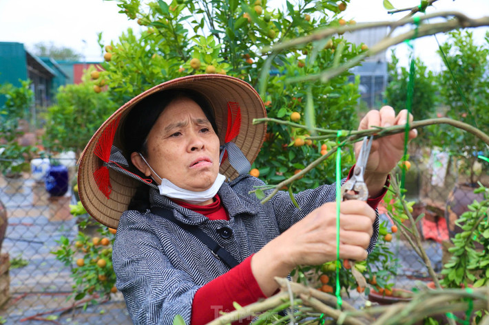 Do quất trồng trong chum khó hơn trồng dưới đất, đòi hỏi kỹ thuật chăm sóc cao nên các nhà vườn ở Tứ Liên phải chuẩn bị trước cả năm.