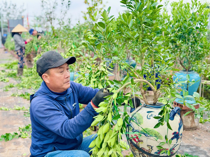 Với đồ nghề đơn sơ, nhỏ gọn, một cây kéo, một bó dây thép, nilong, bàn tay người thợ thoăn thoắt uốn, vít, cố định những cành, nhánh quất, biến những cây quất đang “thả dáng” tự do kết lại thành tán theo ý muốn.