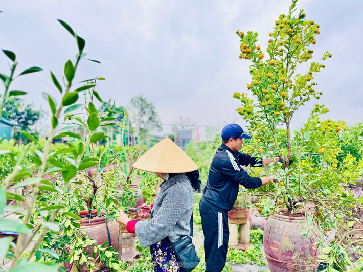 Được biết, sau mỗi dịp Tết nguyên đán, các nhà vườn sẽ thu mua quất sau đó thu gom về vườn chăm sóc, tái sử dụng cho giống quất Tứ Liên đặc trưng của Hà Nội.