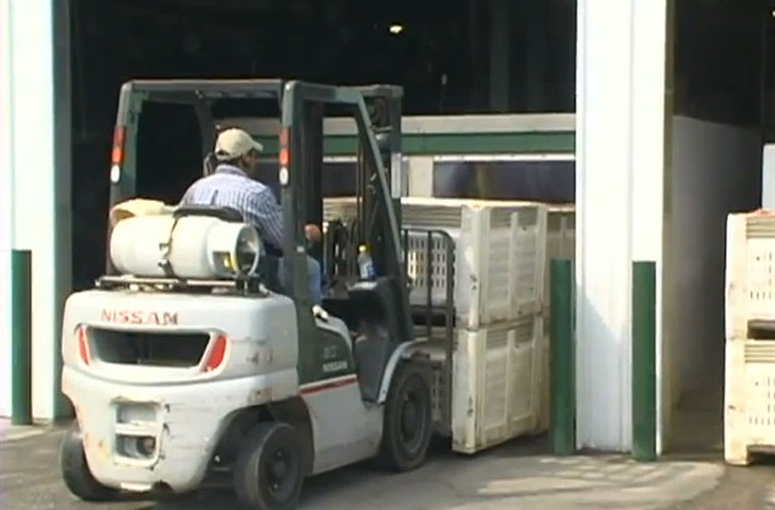 Sau nó, chúng được vận chuyển đến nhà máy rửa sạch rồi sấy cho ráo nước.