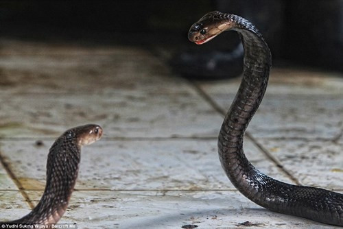 Hổ mang bành là loài rắn độc nhưng chúng cũng có chung số phận bị lột da rồi lấy thịt bán cho các nhà hàng.