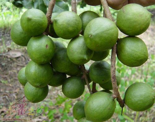 Cây này có một hệ thống rễ xơ, dễ bị khô hạn, vì vậy, chủ vườn luôn phải tưới tiêu đầy đủ để giữ độ ẩm cho cây trong suốt thời gian tăng trưởng và phát triển của cây.