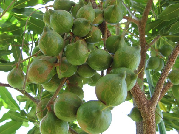Quả mắc ca có hình trái đào hoặc tròn như hòn bi. Khi chín quả chuyển từ xanh sang nâu. Khi vỏ khô sẽ tự nứt và rụng xuống đất bên trong có chứa hạt.