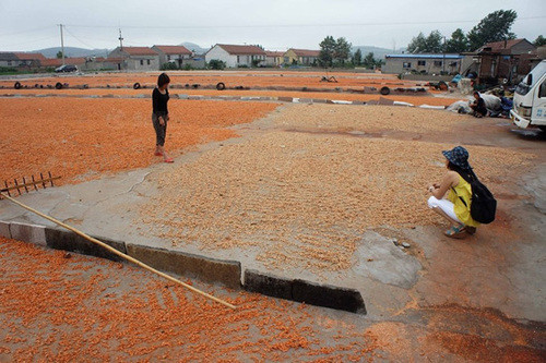 Tôm chưa nhuộm và đã nhuộm được phân khu phơi riêng để tránh bị lẫn vào nhau.