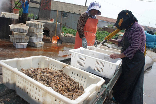 Tôm được tập hợp lại trước khi đem nhuộm để có màu đỏ tươi bắt mắt. Thay vì dùng tôm tươi chế biến, cơ sở này lại thu mua những giỏ tôm ươn, biến sắc.