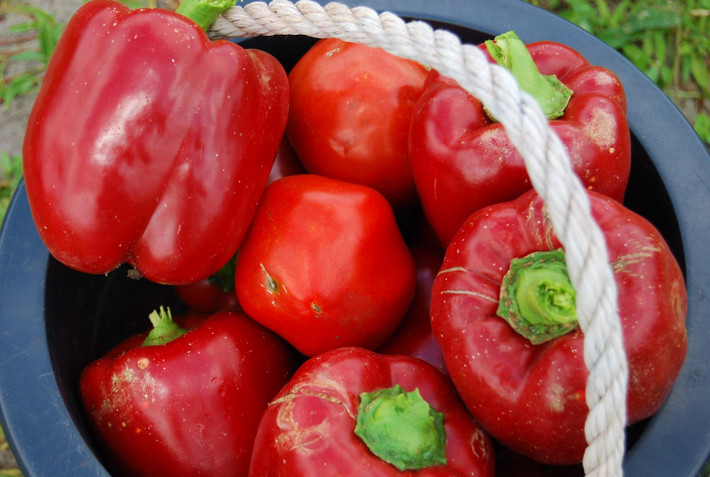 Chính vì thế, rất nhiều người quan tâm và đầu tư vào việc trồng và kinh doanh ớt chuông đỏ.