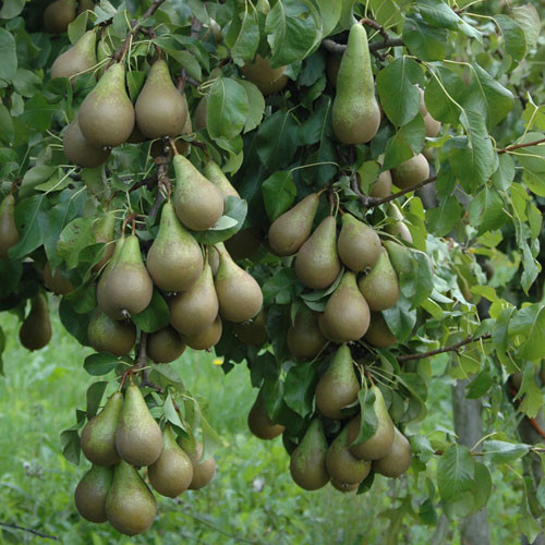 Những cành lê sai trĩu quả trông rất bắt mắt.