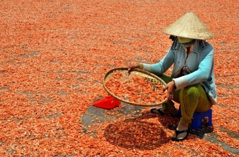 Tôm được phơi theo phương pháp thủ công.
