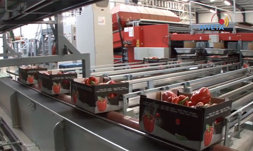 Những hộp ớt chuông căng mọng sẽ nhanh chóng được đưa đến tay khách hàng.