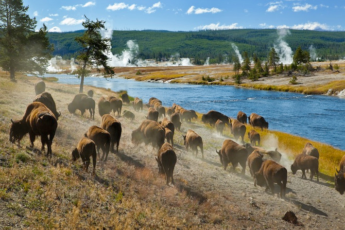 4. Khu bảo tồn American Prairie, Mỹ: Nằm ở đông bắc Montana, khu bảo tồn American Prairie đang nỗ lực tiến hành các hoạt động bảo tồn các loài động vật quý hiếm như bò rừng, gấu Grizzlies, hươu, hải ly, nai sừng tấm và linh dương…
