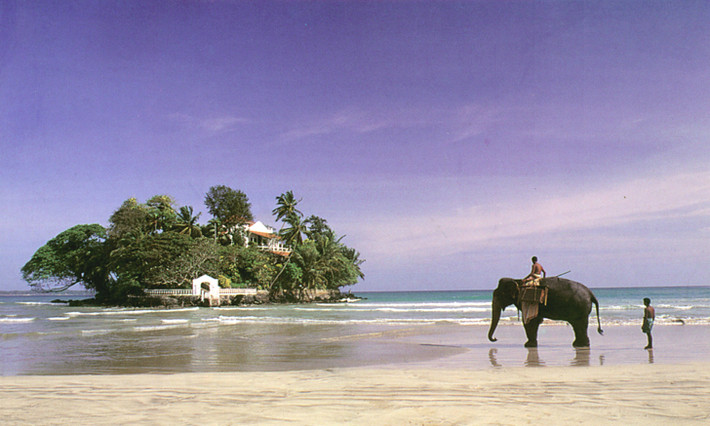10. Đến Sri Lanka ngắm động vật hoang dã: Tại Sri Lanka các khu nghỉ dưỡng cao cấp đang mọc lên ngày càng nhiều và có giá thành rẻ hơn hẳn nhiều nơi trên thế giới. Tuy nhiên, điểm đặc biệt nhất của quốc đảo nằm ở Ấn Độ Dương này chính là hệ động vật hoang dã vô cùng phong phú, từ loài báo Elusive, voi, lợn rừng, gấu, lười và các loài chim.