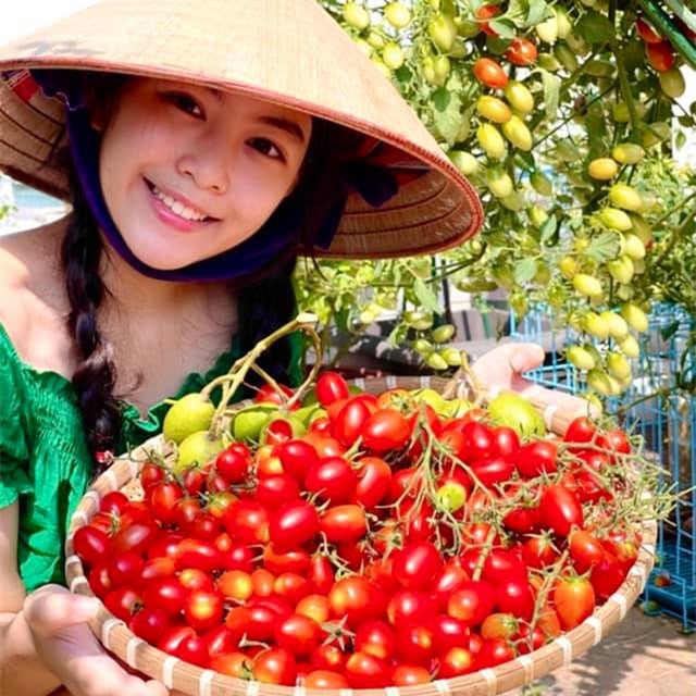 Bà xã Quyền Linh chia sẻ lên trang cá nhân loạt ảnh con gái cả Lọ Lem đi ra vườn nhà thu hoạch cà chua.
