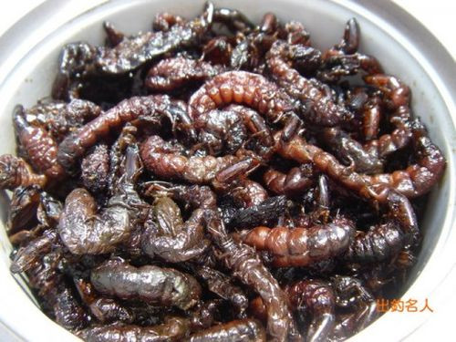 6. Zazamushi (Côn trùng thủy sinh) là một thực phẩm đóng hộp và món ăn khá phổ biến tại các nhà hàng Nhật Bản. Zazamushi không phải tên gọi của một loại côn trùng duy nhất, mà được gọi chung cho những côn trùng thủy sinh sống ở các bờ sỏi cát ven sông.