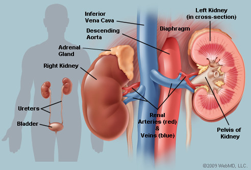 10. Suy thận mãn tính. Những vấn đề về thận nghiêm trọng hơn những gì chúng ta có thể hình dung. Tình trạng này xảy ra khi thận bị hư hại nặng và có thể đòi hỏi việc sử dụng liệu pháp thay thế thận - thẩm tách hay ghép thận. Nếu không được điều trị, suy thận giai đoạn cuối có thể gây tử vong trong vòng vài tuần. Phụ nữ bị các bệnh tiểu đường, cao huyết áp, viêm thận tiểu cầu, nhiễm trùng đường tiết niệu có xu hướng mắc bệnh này cao hơn. Tuổi tác, di truyền, thiếu vận động và hút thuốc lá cũng là những nhân tố góp phần gây ra bệnh này. Để đối phó vơí suy thận mãn tính, cần có một chế độ ăn uống khoa học, tập thể thao, theo dõi huyết áp thường xuyên và kiểm soát bệnh đái tháo đường.