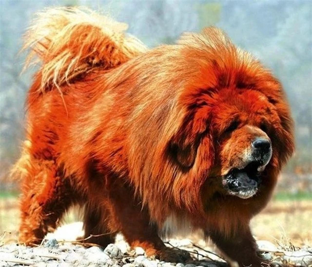 Chó ngao Tây Tạng là giống chó rất thông minh và dễ huấn luyện, chúng có thể được huấn luyện để thực hiện nhiều nhiệm vụ khác nhau bao gồm bảo vệ, canh gác và tìm kiếm. Chúng cũng là giống chó rất trung thành, là những ‘người bảo vệ’ tuyệt vời cho gia đình và tài sản.