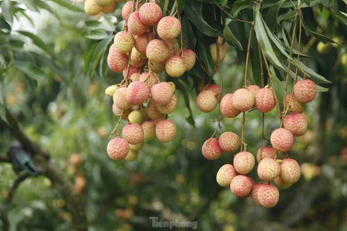 Vườn vải thiều nhà anh Phương là một trong số ít vườn đậu quả trĩu cành ở xã Thanh Hải. Anh Phương ước tính sản lượng đạt khoảng 10 tấn vải. Ảnh: Nguyễn Thắng.