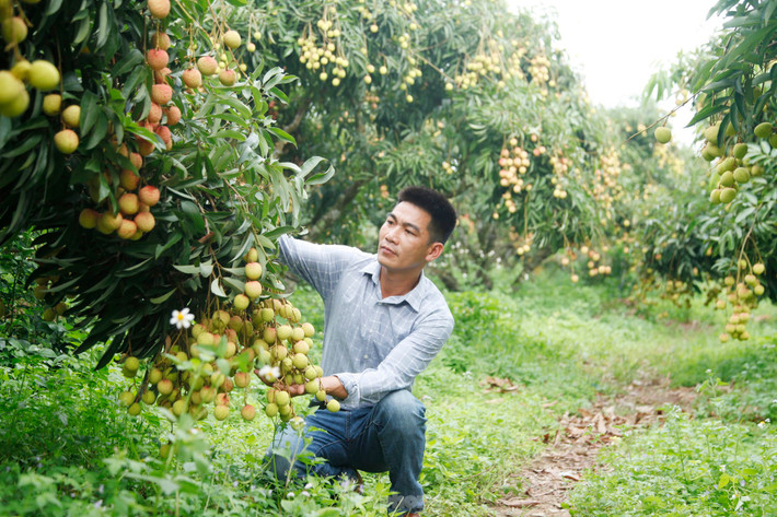 Anh Phương cho biết, năm nay do thời tiết thay đổi, anh để vải thiều ra lộc đợt 2, rồi làm kỹ thuật ép cây ra hoa. Các năm trước, anh để cây vải ra lộc đợt 3, rồi mới ép cây ra hoa. Sự thay đổi về kỹ thuật canh tác này giúp vườn vải nhà anh đậu nhiều quả. Ảnh: Nguyễn Thắng.