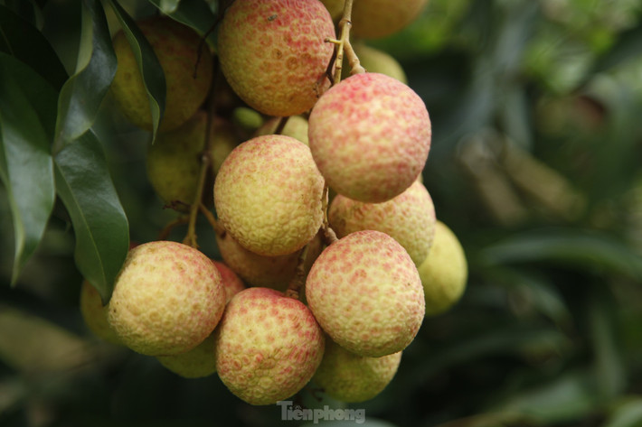 Hiện nay, vải thiều loại đẹp có giá bán từ 30.000 - 50.000 đồng/kg, anh Phương nhẩm tính vườn vải nhà anh có thể thu lãi hàng trăm triệu đồng. Giá vải thiều cao hơn 10.000 - 15.000 đồng so với năm ngoái. Ảnh: Nguyễn Thắng.