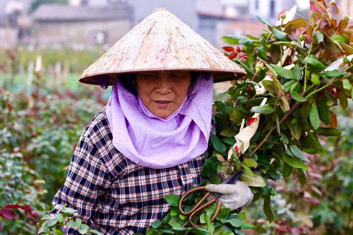 Theo xu hướng của thị trường, vài năm trở lại đây, người trồng hoa Mê Linh đã thử nghiệm trồng thí điểm nhiều giống hồng mới như hoa hồng Pháp, hoa hồng Thái Lan, hoa hồng Hà Lan...