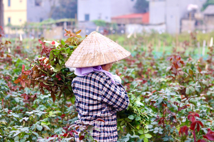 Bà Nguyễn Thị Thạnh cho biết: "Năm nay hoa ít không có mà thu hoạch, nhà tôi hơn một mẫu mà cắt hơn nửa buổi chiều chỉ được gần 150 bông".