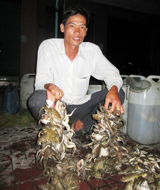 Anh Nguyễn Văn Chính, một bạn hàng mua cá, ếch tại chợ Kinh Cùng, Hậu Giang cho biết chợ thủy sản ở đây hoạt động từ 2h đến 4h sáng. Mỗi bạn hàng như anh thu mua từ 50 đến 200 kg ếch rồi đem đi giao khắp nơi ở các quán ăn và nhà hàng.