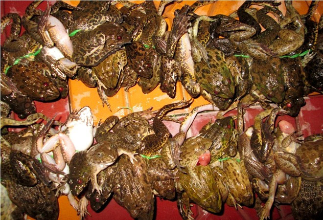 Những con ếch được cột ngang hông thành từng chùm 1,5 đến 2 kg rồi đem ra chợ bán. Mức giá hiện tại là 40.000 - 45.000 đồng/kg loại nhỏ và khoảng 65.000 - 70.000 đồng/kg loại to. Sau mỗi đêm, trừ chi phí mồi, dụng cụ khoảng 20.000- 30.000 đồng, người đi câu có thu nhập 200.000 - 500.000 đồng.