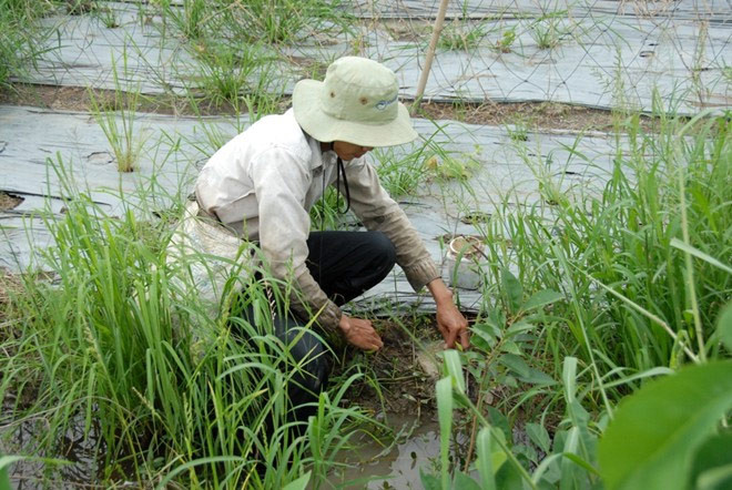 Để bắt được nhiều ếch, người đi câu chọn những nơi bờ thấp, trống hoặc ít cỏ.