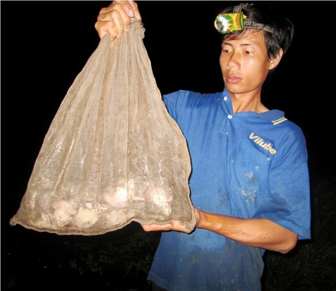 Đến 4h sáng, việc "thu hoạch" ếch sẽ hoàn tất để kịp bán cho những bạn hàng ở Cần Thơ, Hậu Giang hay chở lên TP HCM.