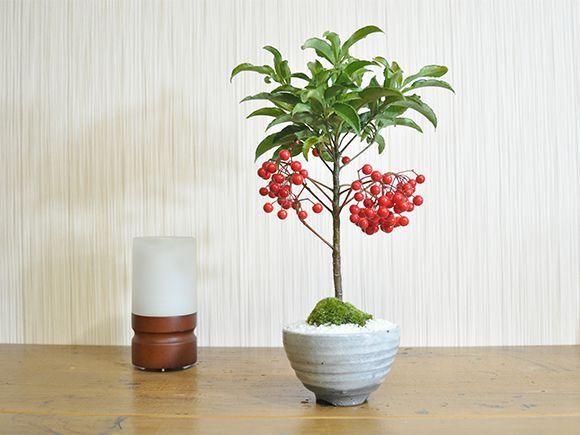 Những chùm quả kim ngân lượng màu đỏ mang đến cho người ta cảm giác ấm áp, nồng nhiệt, vẻ đẹp của tình yêu, thêm cảm giác thành công, vui vẻ, giàu có và cát tường, tràn đầy hạnh phúc và cao quý, có tính trang trí cao.