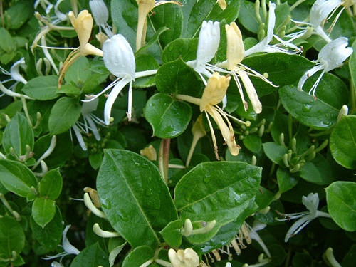 Đối với cây trồng trong chậu, tốt nhất nên chọn đất màu mỡ, thông thoáng và thoát nước tốt. Bạn cần phải cắt tỉa thường xuyên để loại bỏ lá chết, lá bị bệnh, cành bị bệnh. để vẻ ngoài trở nên đẹp hơn. Và trong mùa sinh trưởng đừng quên bón phân.