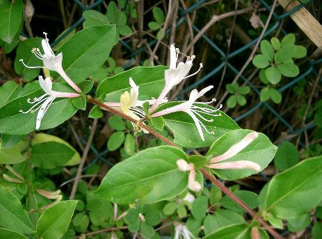 Cây cảnh này là món quà từ thiên nhiên và là biểu tượng của hạnh phúc gia đình. Do đó, người xưa khuyên nên trồng kim ngân hoa trong nhà. Ảnh minh họa toutiao