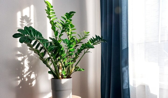 Cách trồng và chăm sóc cây cảnh kim tiền: Cây kim tiền thích mọc ở đất hơi khô và chịu hạn tương đối. Điều đáng sợ nhất với cây kim tiền là ứ nước trong chậu hoặc sử dụng đất sét để canh tác.