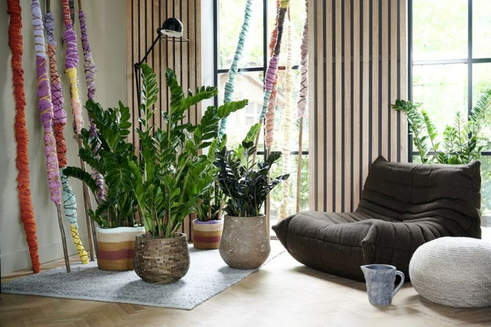 Người xưa cho rằng, trồng kim tiền trong nhà không chỉ mang lại vẻ đẹp thị giác mà còn điều hòa phong thủy và mang lại sự giàu có. Do đó, người xưa khuyên nên trồng kim tiền trong nhà. Ảnh minh họa toutiao