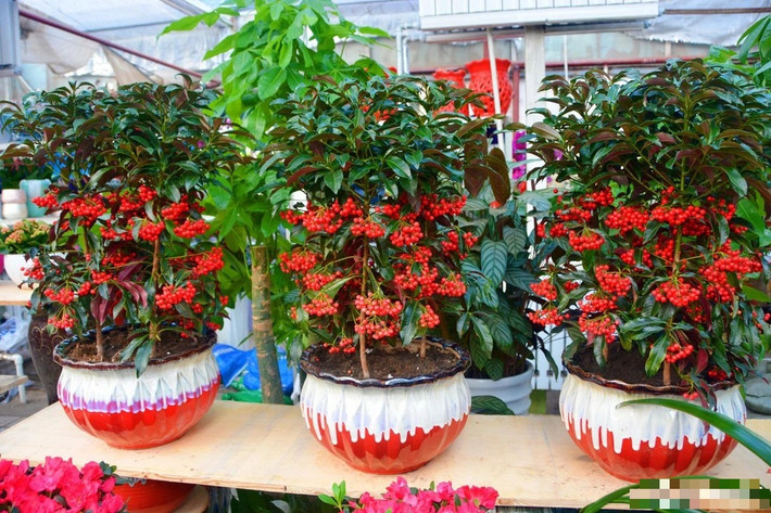 Tên tiếng Anh của nó cũng rất đa dạng như Christmas berry, Australian holly, coral ardisia, coral bush, coralberry, coralberry tree, hen's-eyes, and spiceberry. Cây cảnh này có tên khoa học là Ardisia Crenata Sims thuộc họ Ardisia, một loại cây bụi nhỏ thường xanh. Ảnh minh họa post