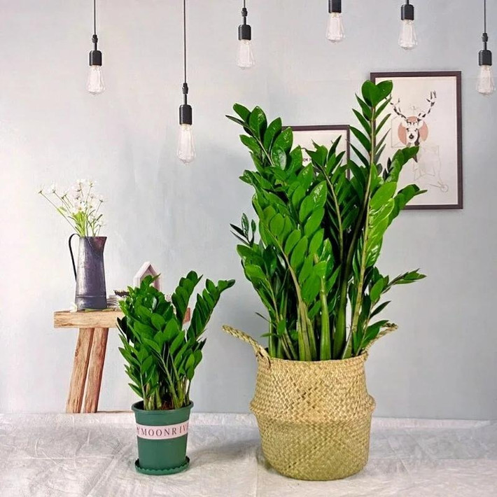 Trồng kim tiền trong nhà thu hút của cải: Cây kim tiền có 1 chữ 'kim' trong tên đã nói lên ý nghĩa của nó. Nó là một loại cây thân thảo thường xanh lâu năm thuộc họ Araceae. Ảnh minh họa toutiao