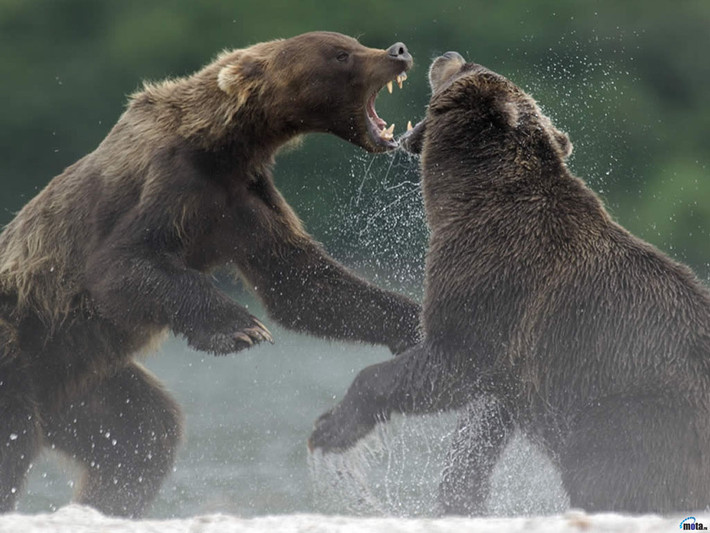 Gấu nâu khổng lồ, tên khoa học là Ursus arctos, là một loài gấu nâu hoang dã có thể nặng tới 130–700 kg. Gấu xám, gấu Kodiak và gấu nâu Mexico là các chủng (phân loài) Bắc Mỹ của gấu nâu.