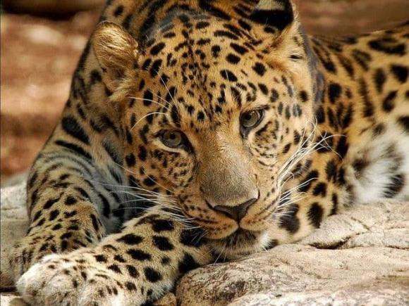 Báo Amur hay còn gọi là báo Mãn Châu, là biểu tượng loài kiêu sa, đẹp bậc nhất châu Á. Hiện chỉ còn 60 cá thể ngoài tự nhiên và sinh sống ở khu vực sông Amur Hắc Long Giang.