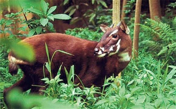 Sao la hay còn được gọi là "Kỳ lân Châu Á" là một trong những loài thú hiếm nhất trên thế giới sinh sống trong vùng núi rừng Trường Sơn tại Việt Nam và Lào được các nhà khoa học phát hiện vào năm 1992. Sao la là một trong những loài thú lớn đặc hữu có nguy cơ tuyệt chủng cao nhất trên thế giới.