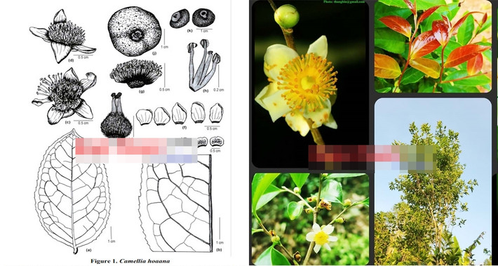 Là loài trà hoa trắng thuộc chi trà (Camellia) - họ chè (Theaceae) - bộ chè (Theales), trà my Camellia hoaana H. T. Khuong & S. X. Yang, sp. nov được ghi nhận lần đầu tiên tại phân khu bảo vệ nghiêm ngặt (vùng lõi) của VQG Bù Gia Mập. Theo các chuyên gia, cây mọc rải rác dưới tán rừng thường xanh giàu và một số cây được ghi nhận dưới tán rừng hỗn giao gỗ - lồ ô (HG1).