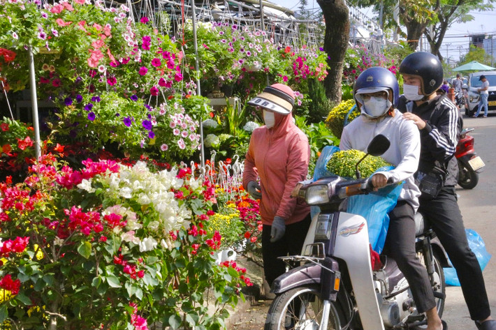 Những chậu cúc mâm xôi được nhiều người mua về nhà chưng Tết.