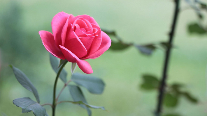 Những người sinh vào thời điểm này làm gì cũng cẩn thận, bình tĩnh, suy nghĩ thấu đáo trước khi hành động. Bên cạnh đó, họ cũng là người hòa đồng, luôn giữ được hòa khí chung của tập thể và không bao giờ để xảy ra tranh cãi, xung đột với người khác.
