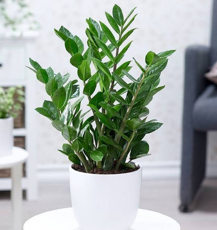 Đặc biệt, theo quan niệm phong thủy, cây kim tiền chính là tượng trưng cho may mắn, giàu sang, giúp gia chủ vượng vận tài lộc, tiền vàng cứ ùn ùn kéo tới giúp gia chủ hút tài lộc vào sang năm đếm tiền mỏi tay.