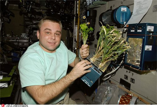 Nghiên cứu thực vật: Bức ảnh này được NASA công bố bố vào ngày 10/8/2015, trong đó một nhà du hành cùng với các loài cây được trồng ngay trên không gian.
