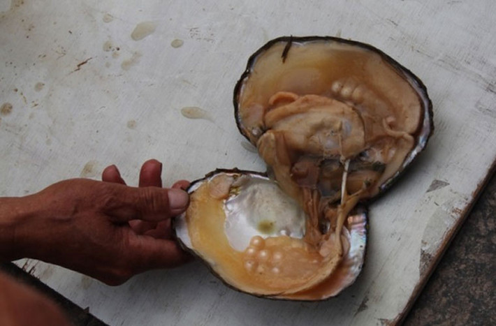 Quá trình cấy ngọc trai giống ngày cũng tương tự như những kỹ thuật nuôi trồng ngọc trai ở Việt Nam. Sau khi nuôi trồng vài năm, người ta sẽ thu hoạch được những viên ngọc trai.