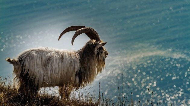 Trong năm nay, có thể tuổi Mùi sẽ không quá giàu có nhưng họ lại có được cơ ngơi vững chắc khiến nhiều người ghen tị. Thông tin trong bài chỉ mang tính tham khảo.