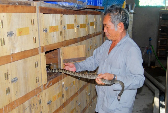 Ngoài làm chuồng trong nhà, một hình thức "sống chung cùng rắn" của nông dân miền Tây là nuôi rắn trong hộc tủ. Ông Trần Văn Lèo, ở huyện Tri Tôn – An Giang mỗi năm cung cấp cho thị khoảng 400 con rắn từ 1,2 đến 2kg/con là một trong những hộ thành công với cách nuôi này.