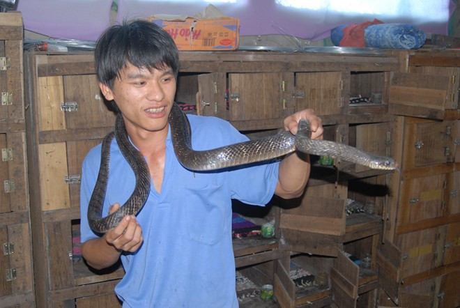Tủ nuôi rắn được ông Lèo dựng sát vách trong nhà. Mỗi chiếc tủ có chiều dài từ 2 đến 4 m, mặt sau được đóng kính, mặt trước ông chia ra thành nhiều hộc nhỏ có diện tích bằng nhau, với chiều ngang 30 cm, chiều sâu 50 cm. Mỗi hộc tủ có cánh cửa mở, đóng đàng hoàng là nơi ở riêng biệt của mỗi con rắn. Ngoài tiết kiệm diện tích thì cách làm này giúp người nuôi dễ nhận biết bệnh tật của vật nuôi để điều trị, không để lay lan.