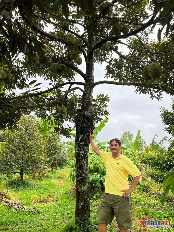 Không chỉ bán cơm sầu Musang King đông lạnh, giống sầu có nguồn gốc từ Malaysia này du nhập vào Việt Nam và được một số nhà vườn ghép trồng từ vài năm nay.