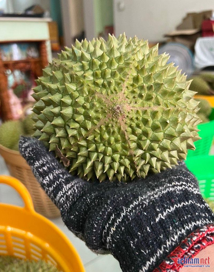 Khi thu hoạch, một trái sầu riêng Musang King có đủ 5 hốc múi, trọng lượng dao động từ 2-3,5kg thường được bán với giá lên tới 800.000 đồng/kg.