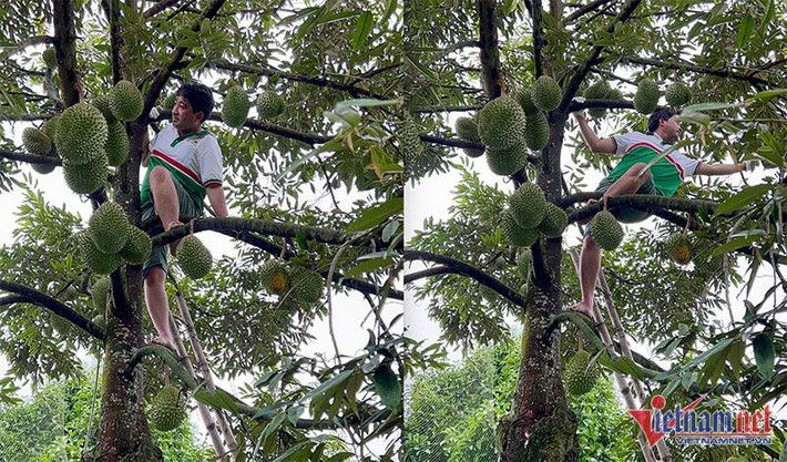 Một cây sầu Musang King được trồng tại nhà vườn Phong Điền (Cần Thơ) cho trái sai trĩu cành.
